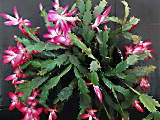 如何把蟹爪兰养得又直又壮,养蟹爪兰有两个诀窍