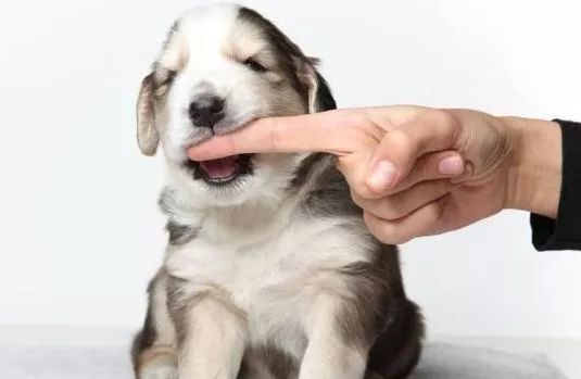 被猫抓伤咬伤可以不打针吗,人被可疑动物咬伤后如何处理伤口