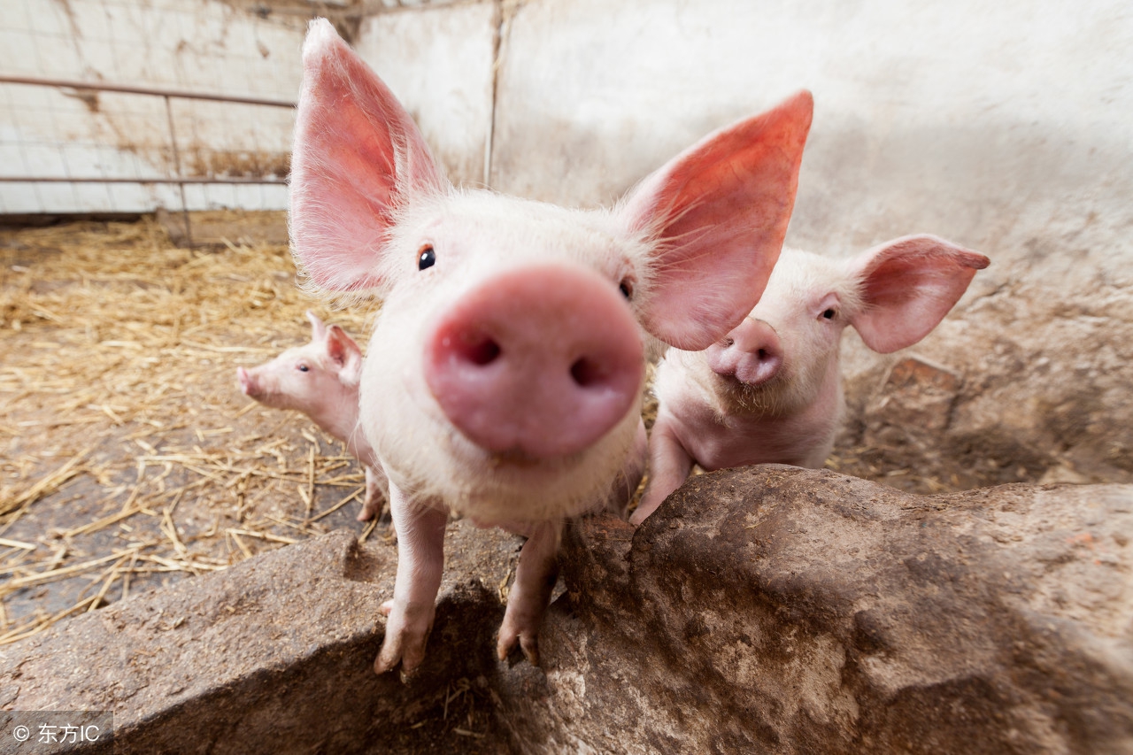养猪要喂什么食物,养猪吃饲料好还是粥好