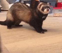 宠物貂宠物猫,宠物貂跟猫咪