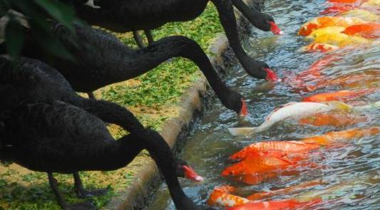 鱼池给鱼消毒的最佳方法,养鱼用什么药治疗鱼病