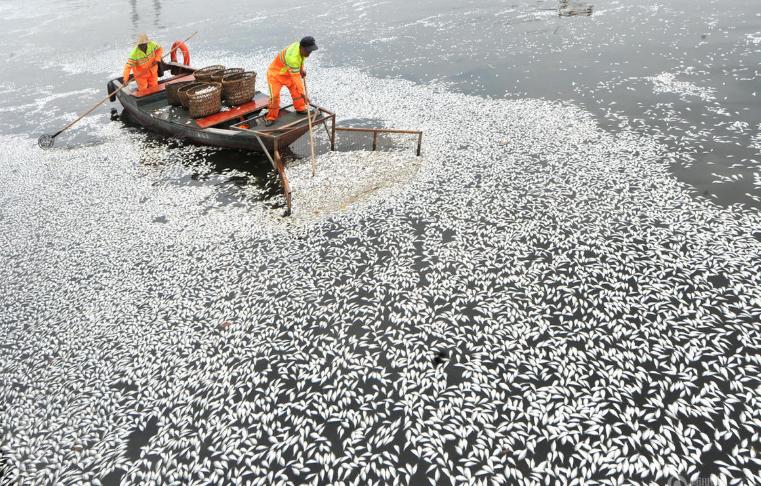 鱼池给鱼消毒的最佳方法,养鱼用什么药治疗鱼病