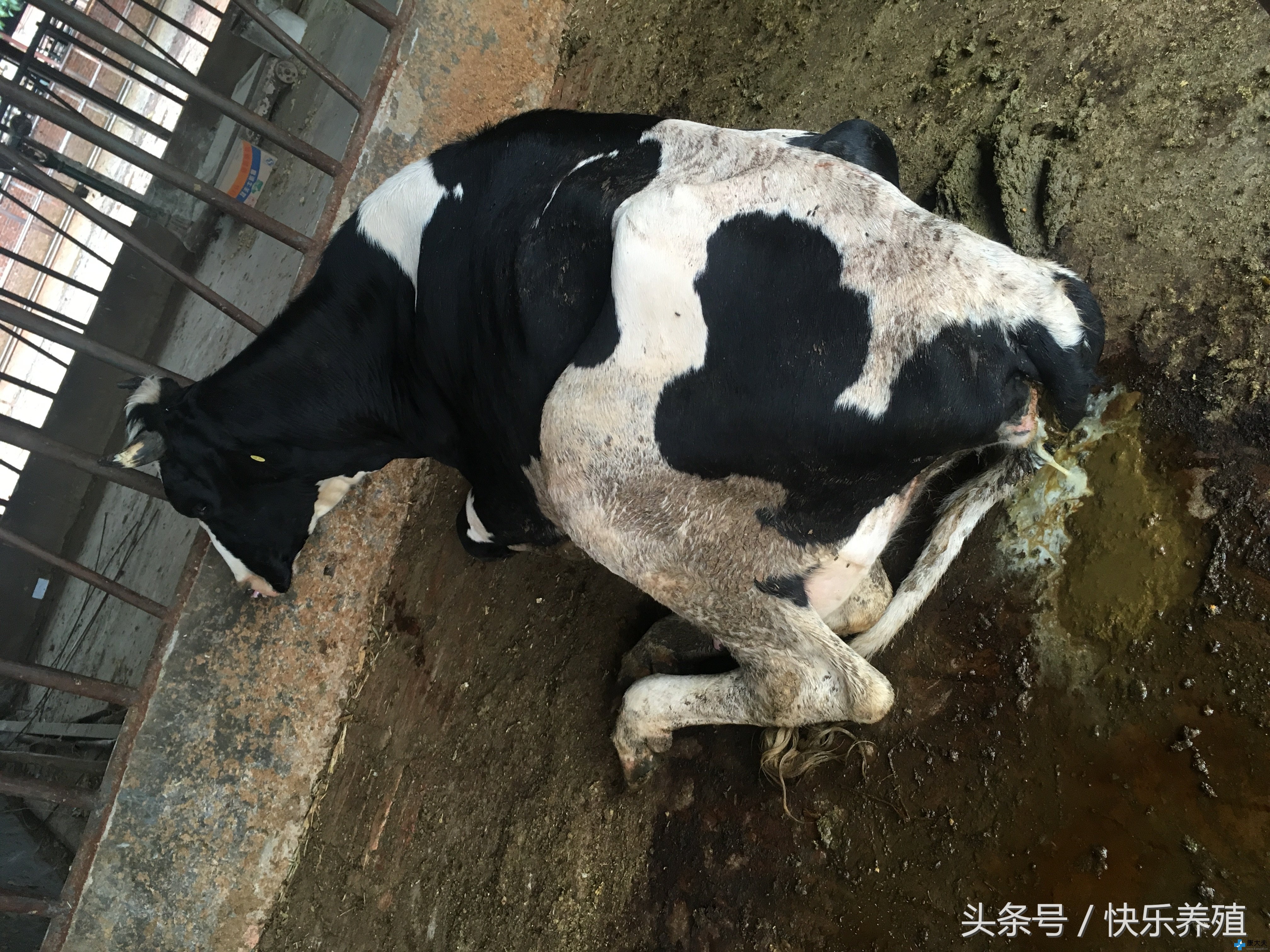 牛焦虫病为啥发黄,牛焦虫病最新消息