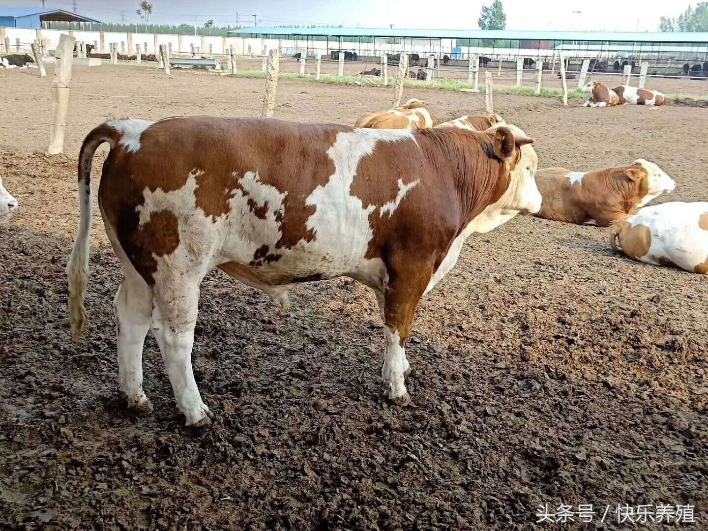 牛发烧不反刍流粘液怎么办,牛发烧转圈什么病有治疗方法吗