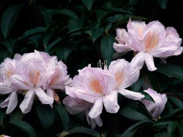 杜鹃花根茎腐烂是怎么回事,杜鹃花根部生虫怎么治