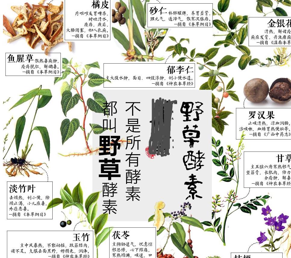 制作酵素哪款酵素效果最好,自制酵素与专业酵素的制作差异