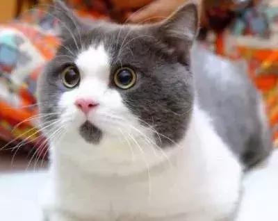 代购的cpb真假货怎么区别,代购假货却用的跟真的一样