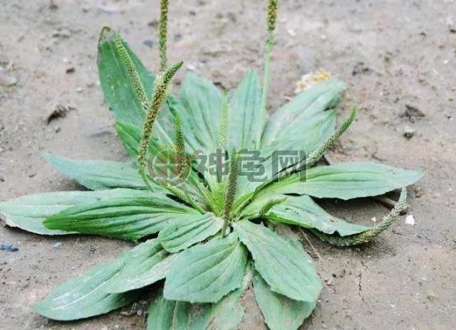 陆龟吃什么蔬菜水果比较好,陆龟最适合哪种牧草