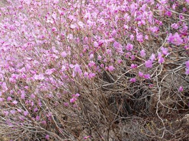 杜鹃花叶子发蔫落叶怎么办,杜鹃花叶子发褐怎么办