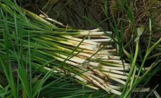 水烛食用方法,水蜡烛的芯可以做菜吃吗