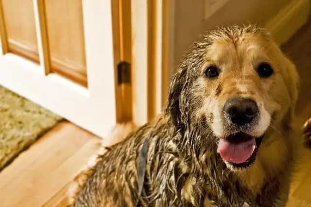 一只六个月的大金毛,大金毛是成精了吗竟然长这么大