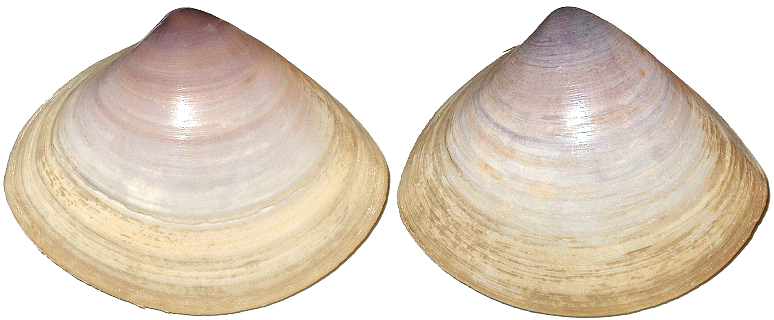 蛏子贝壳类海鲜,贝类海鲜有哪些毛蚶