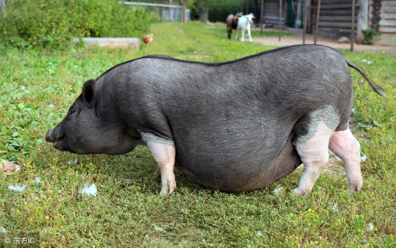 夏季母猪的饲养与管理,高效饲养母猪十点注意事项