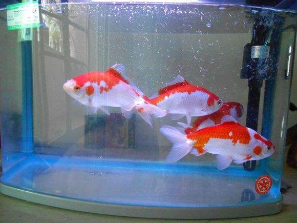 最好养的观赏鱼草金鱼的饲养要点,草金鱼饲养技巧