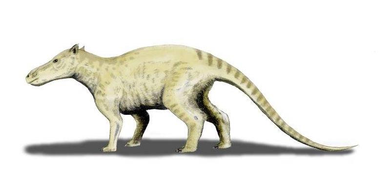 回到大海的鲸鱼,河马和鲸是什么动物