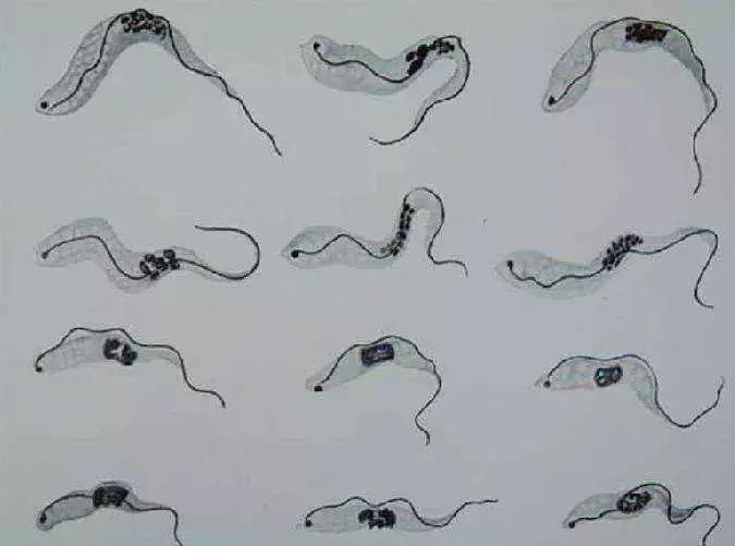 美洲锥虫病是怎么引起的,美洲锥虫病怎么传播的