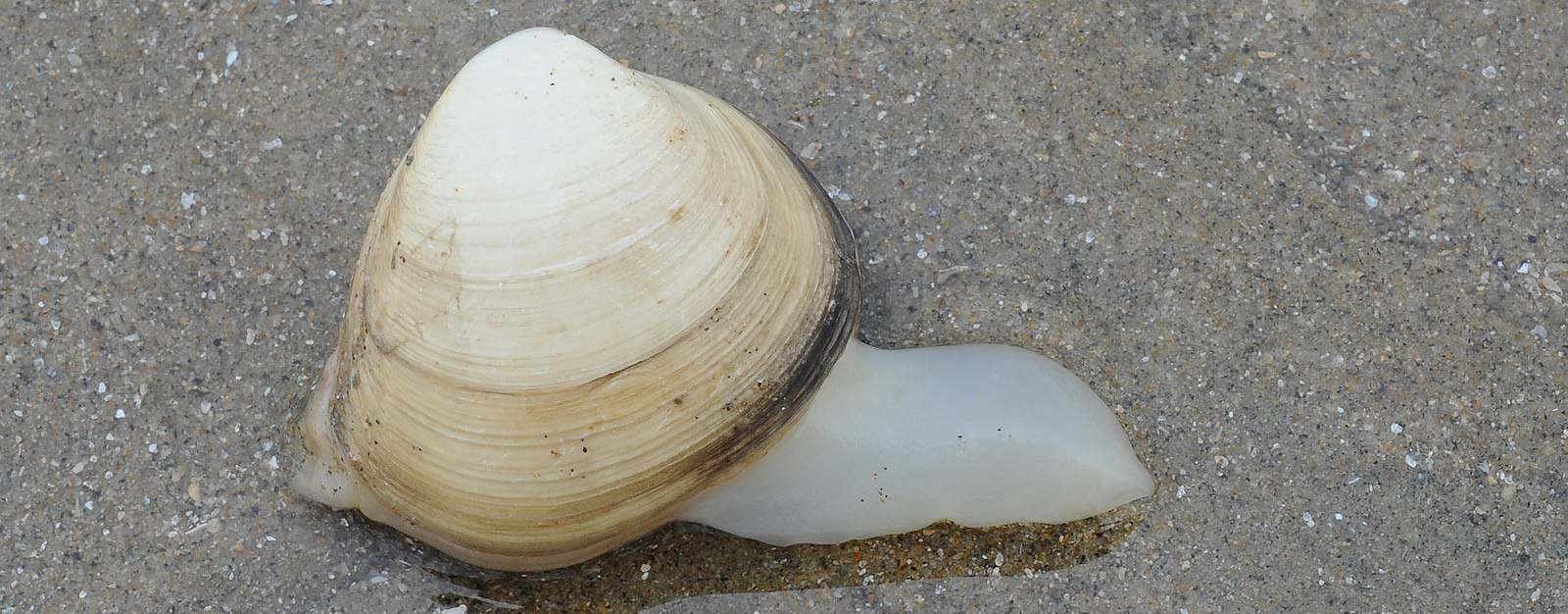 蛏子贝壳类海鲜,贝类海鲜有哪些毛蚶