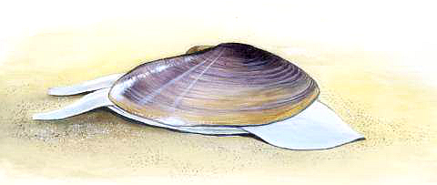 蛏子贝壳类海鲜,贝类海鲜有哪些毛蚶