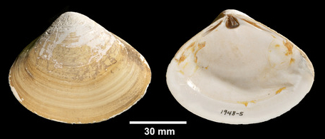 蛏子贝壳类海鲜,贝类海鲜有哪些毛蚶