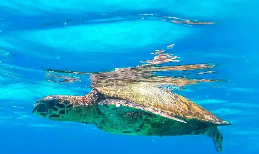 六个免签海岛颜值完爆马岱,值得去的海岛免签国家