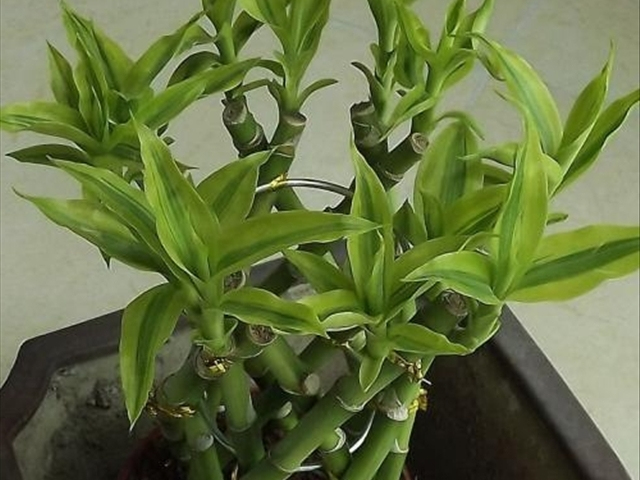 富贵竹黄叶烂根怎么解决,富贵竹黄叶怎么补救最佳方法