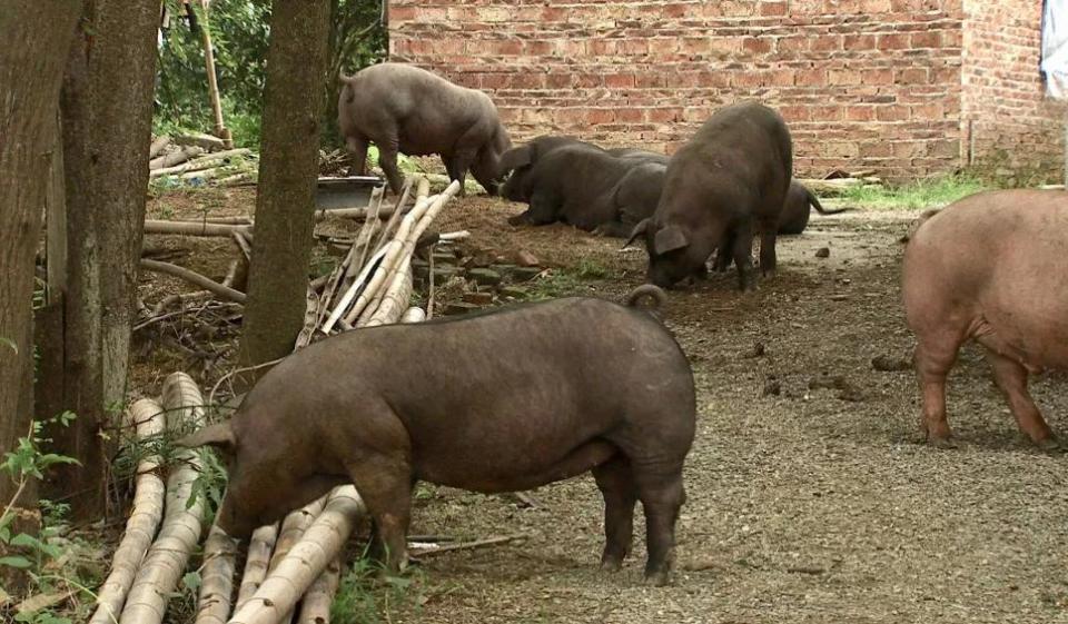 人赚他赔，人赔他赚？这个农业门外汉是怎么做的生意？