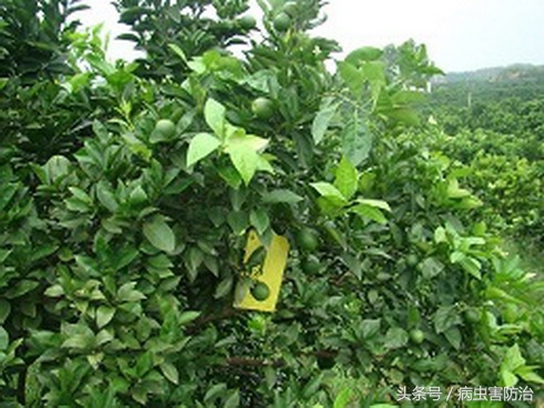 秋梢虫害还能结果吗,春末夏初害虫怎么防治