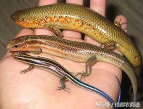 蓝色的四脚蛇有毒吗？村民表示吓死了