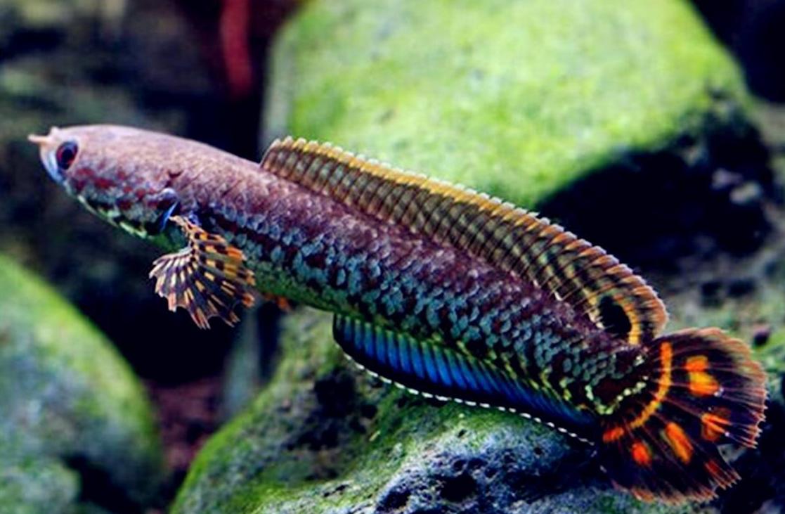 斗鱼为什么不能家养的原因,斗鱼喜欢生长在什么地方