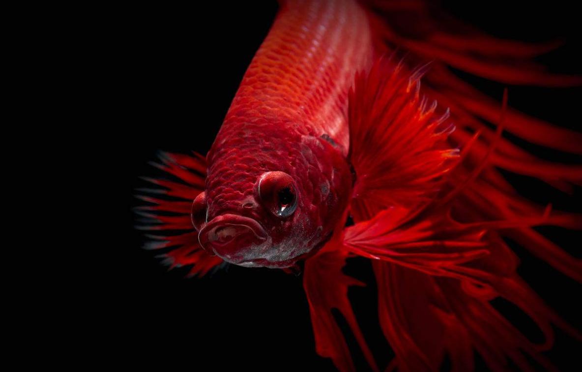 热带观赏鱼疾病大全,热带观赏鱼生病了