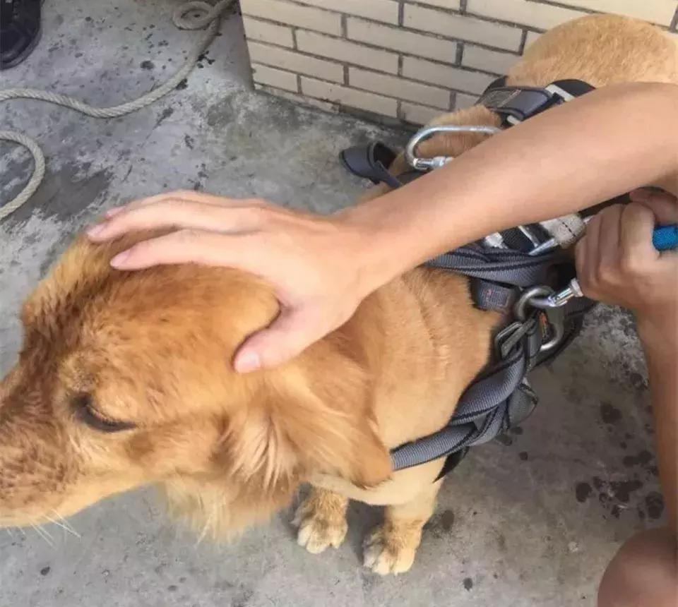 江油涪江二桥下4人1狗被困河中，怎么回事？