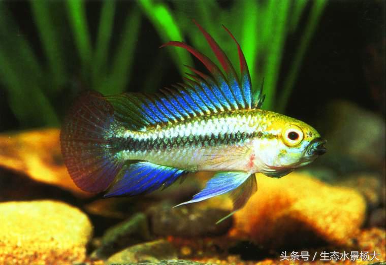 短鲷鱼喂什么鱼食好,短鲷吃什么食物最好