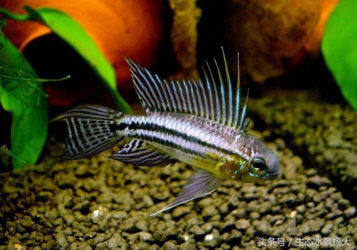 短鲷鱼喂什么鱼食好,短鲷吃什么食物最好