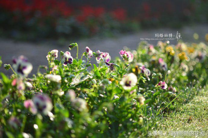 开满鲜花的小路教学设计一等奖,园丁培植万朵花