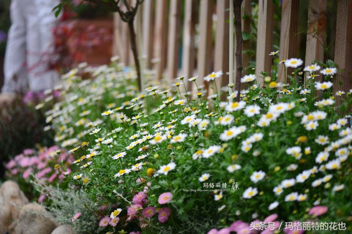 园丁修剪灌木,开满鲜花的小路教学设计一等奖