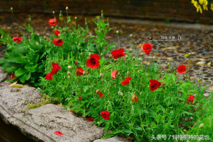 园丁修剪灌木,开满鲜花的小路教学设计一等奖