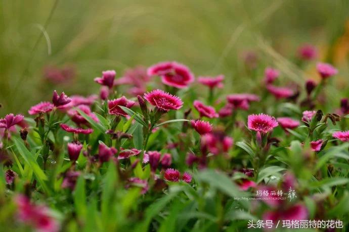 开满鲜花的小路教学设计一等奖,园丁培植万朵花