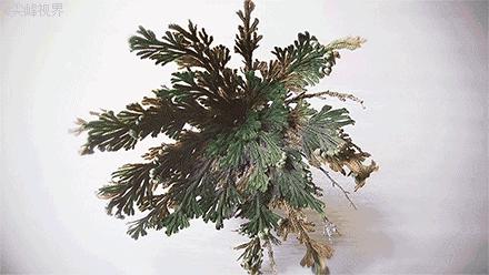 补水涂抹式面膜复活草,ph复活草涂抹面膜