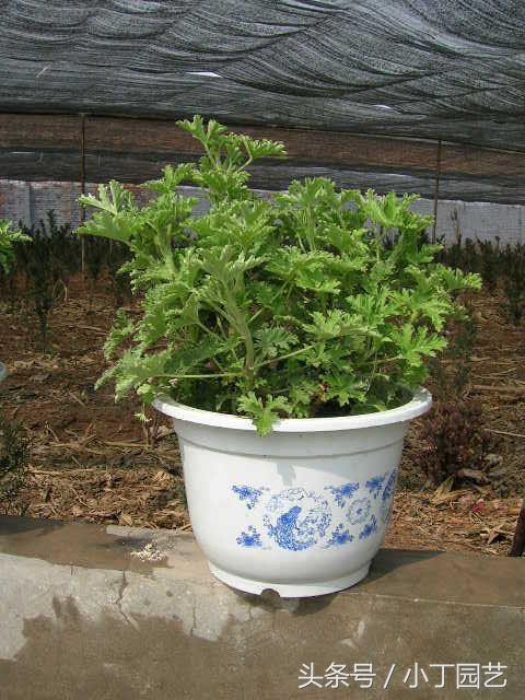 驱蚊草怎么养好看,驱蚊草怎么养才能养好