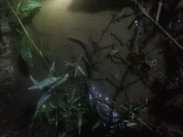 夜钓黄蜂鱼和土鲶一大盆，被鱼鳍割破了手