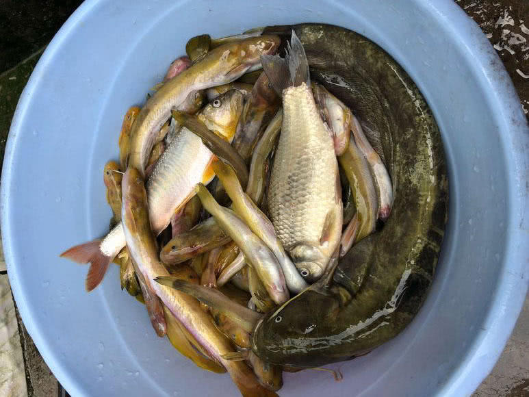 夜钓黄蜂鱼和土鲶一大盆，被鱼鳍割破了手