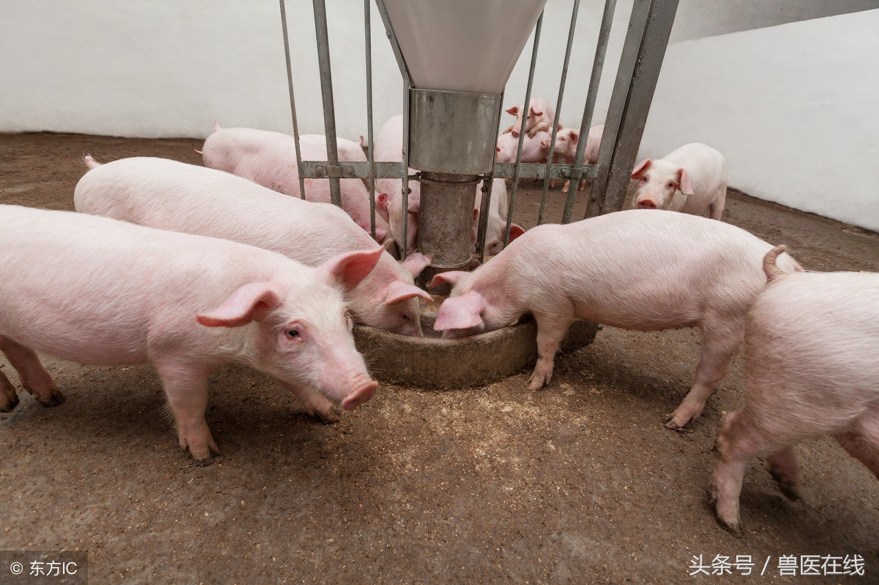 养猪技术精髓值得一看,养猪技术十大经典语录