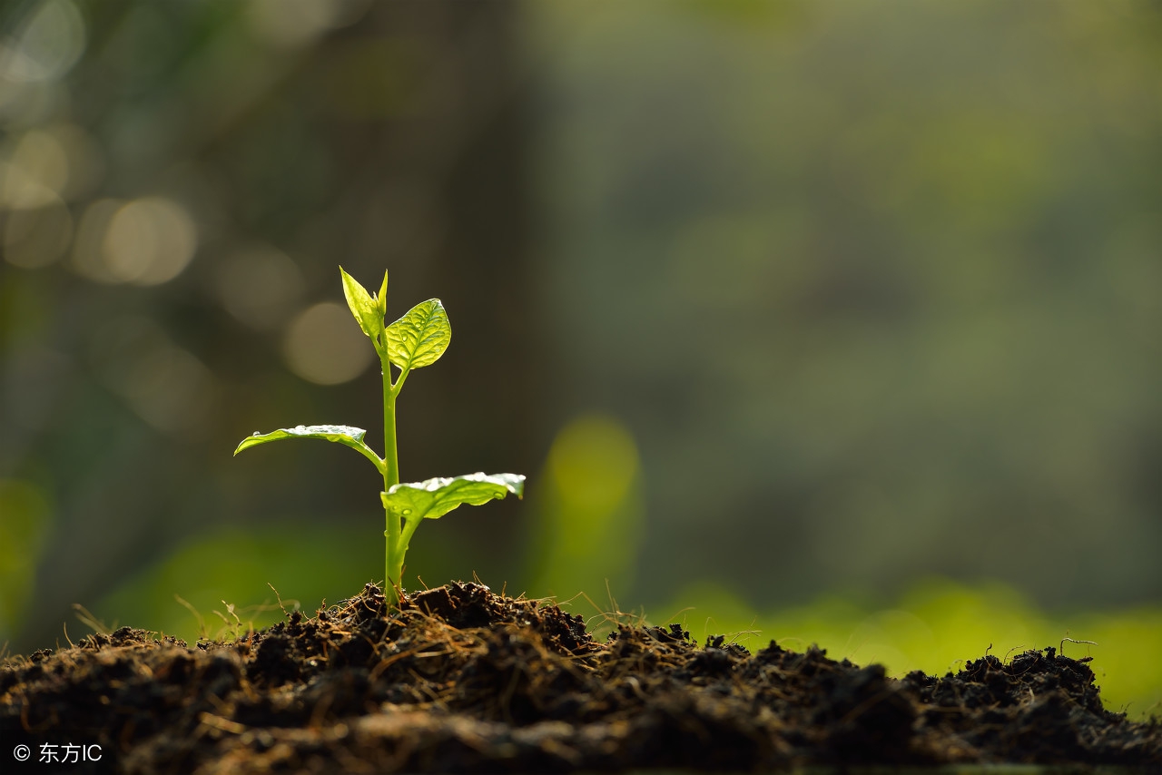 家里养的这几种绿植竟然有剧毒,日常绿植毒性
