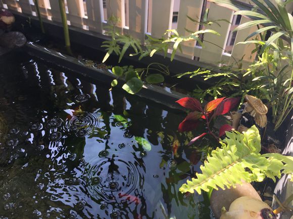 龟缸沼泽过滤系统视频,龟池沼泽过滤