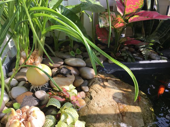 龟缸沼泽过滤系统视频,龟池沼泽过滤