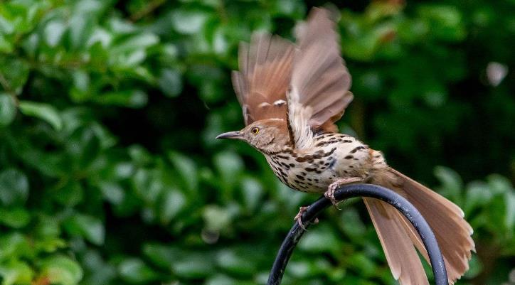 动物是否具有艺术行为？它们是否认为自己是在”创作“