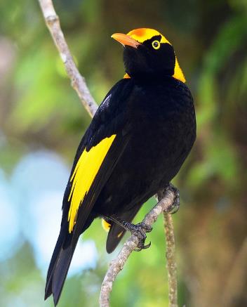 动物是否具有艺术行为？它们是否认为自己是在”创作“