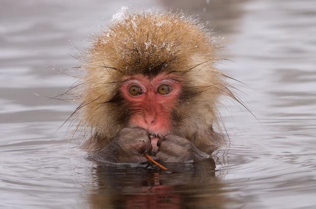 动物是否具有艺术行为？它们是否认为自己是在”创作“