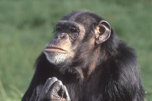 动物是否具有艺术行为？它们是否认为自己是在”创作“