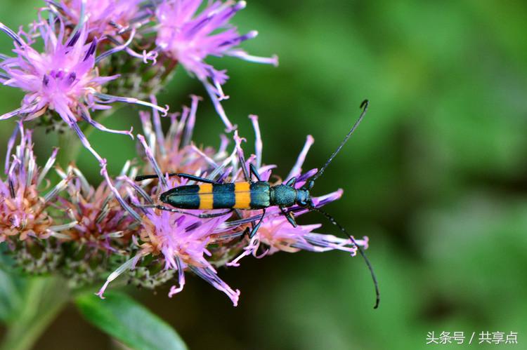 初秋南太行——天牛四种